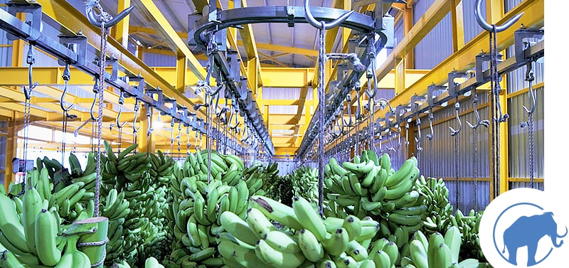 Controlled Growing and Ripening Rooms
